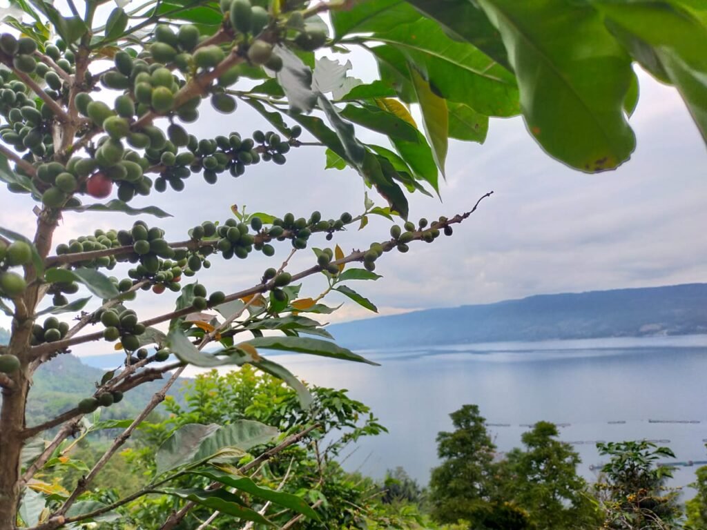 Menkmati Kopi Asli Danau Toba