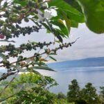 Wisata Rasa: Menikmati Aroma dan Kelezatan Kopi Asli Danau Toba